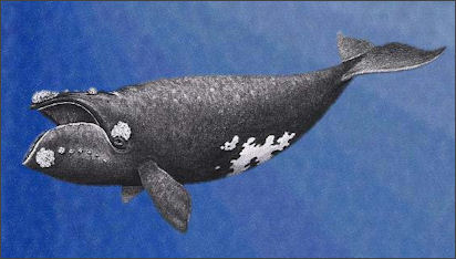 20120522-right whaleEubalaena_japonica_drawing.jpg
